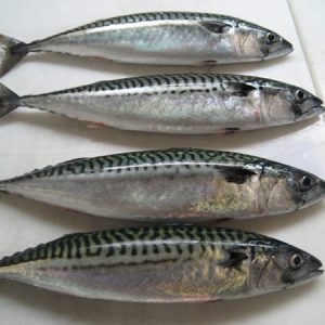 Mackerel (Titus Fish)