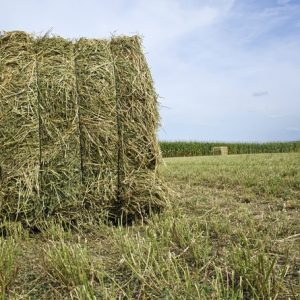 Alfalfa Hay