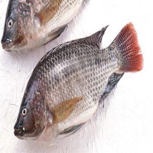 Tilapia Fish