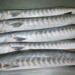 Fresh Baracuda Fish