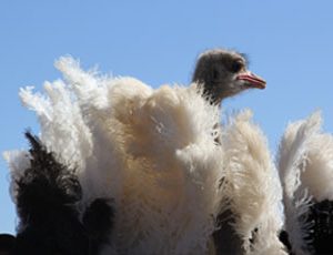 Ostrich Feathers