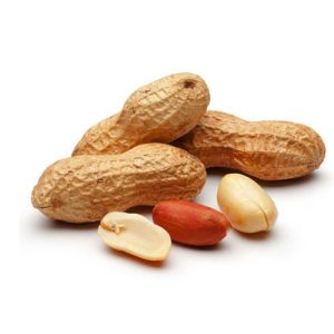 Peanut Groundnut