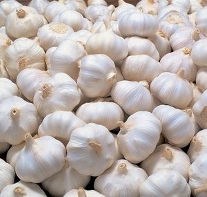 Fresh Garlic