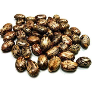 CASTOR SEEDS