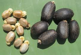 JATROPHA SEEDS