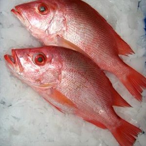 King Snapper Fish